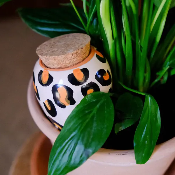 Olla - Pépin - Olla Léopard - image